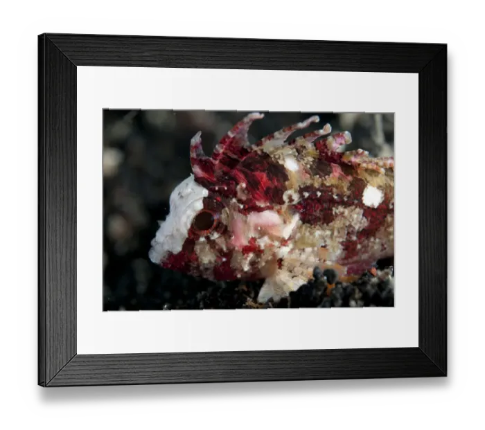 Framed Print : Whiteface Waspfish (Paracentropogon longispinus) adult, close-up of head, Lembeh Straits, Sulawesi, Sunda Islands Framed Print : Whiteface Waspfish (Paracentropogon longispinus) adult, close-up of head, Lembeh Straits, Sulawesi, Sunda Islands