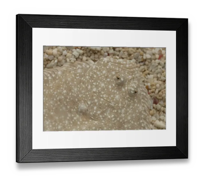 Framed Print : Turbot (Scophthalmus maximus) adult, close-up of head, camouflaged on gravel, The Wash, Lincolnshire, England, March Framed Print : Turbot (Scophthalmus maximus) adult, close-up of head, camouflaged on gravel, The Wash, Lincolnshire, England, March