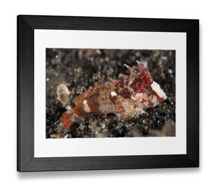 Framed Print : Whiteface Waspfish (Paracentropogon longispinus) adult, resting on black sand, Lembeh Straits, Sulawesi, Sunda Islands Framed Print : Whiteface Waspfish (Paracentropogon longispinus) adult, resting on black sand, Lembeh Straits, Sulawesi, Sunda Islands