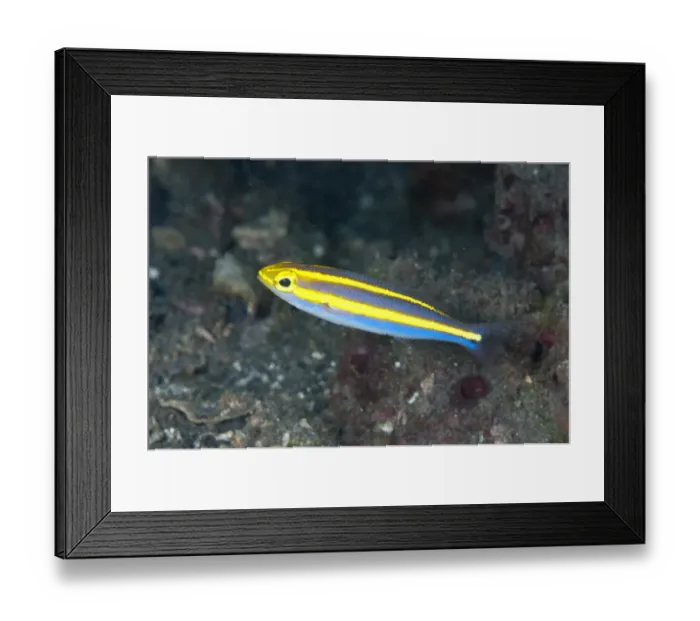 Framed Print : Double Whiptail (Pentapodus emeryii) juvenile, Lembeh Straits, Sulawesi, Sunda Islands, Indonesia Framed Print : Double Whiptail (Pentapodus emeryii) juvenile, Lembeh Straits, Sulawesi, Sunda Islands, Indonesia