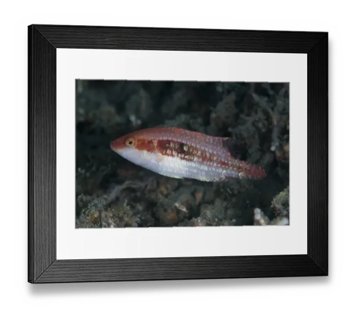 Framed Print : Oriental Wrasse (Oxycheilinus rhodochrous) adult, Lembeh Straits, Sulawesi, Sunda Islands, Indonesia Framed Print : Oriental Wrasse (Oxycheilinus rhodochrous) adult, Lembeh Straits, Sulawesi, Sunda Islands, Indonesia