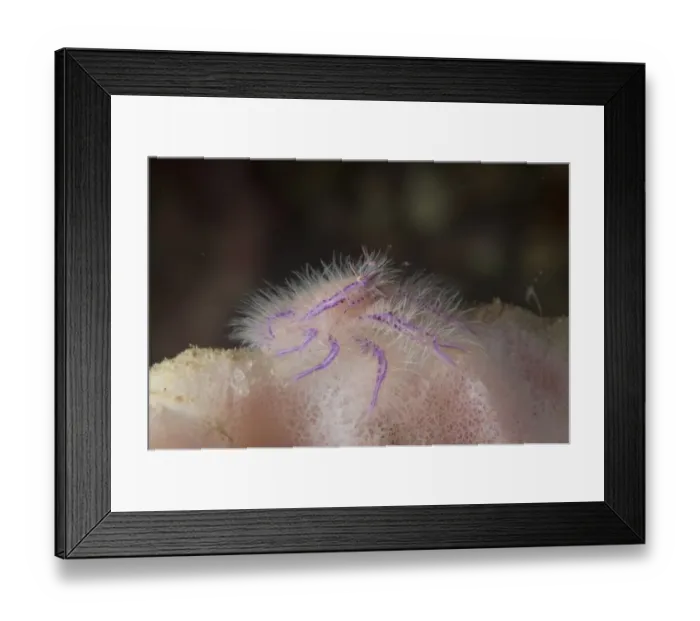 Framed Print : Hairy Squat Lobster (Lauriea siagiani) adult, resting on Barrel Sponge (Xestospongia tertudinaria), Lembeh Straits Framed Print : Hairy Squat Lobster (Lauriea siagiani) adult, resting on Barrel Sponge (Xestospongia tertudinaria), Lembeh Straits
