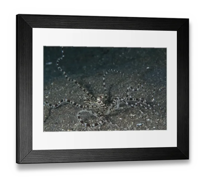 Framed Print : Mimic Octopus (Thaumoctopus mimicus) adult, raising tentacles on sand, Lembeh Straits, Sulawesi, Sunda Islands