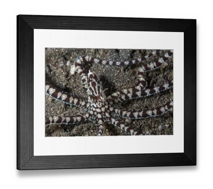 Framed Print : Mimic Octopus (Thaumoctopus mimicus) adult, resting on sand, Lembeh Straits, Sulawesi, Sunda Islands, Indonesia Framed Print : Mimic Octopus (Thaumoctopus mimicus) adult, resting on sand, Lembeh Straits, Sulawesi, Sunda Islands, Indonesia