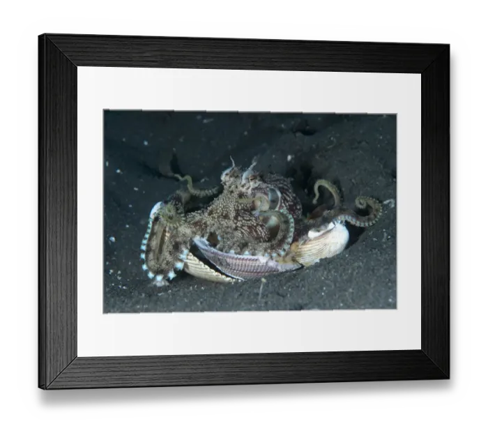 Framed Print : Veined Octopus (Amphioctopus marginatus) adult, resting on shell, Lembeh Straits, Sulawesi, Sunda Islands, Indonesia Framed Print : Veined Octopus (Amphioctopus marginatus) adult, resting on shell, Lembeh Straits, Sulawesi, Sunda Islands, Indonesia
