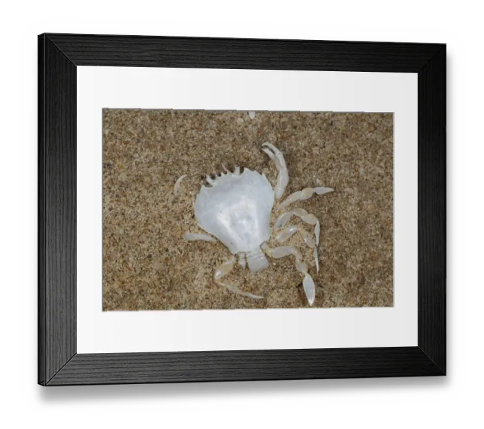 Framed Print : Pennants Swimming Crab (Portumnus latipes) moult, on beach strandline, Gower Peninsula, Glamorgan, Wales, august Framed Print : Pennants Swimming Crab (Portumnus latipes) moult, on beach strandline, Gower Peninsula, Glamorgan, Wales, august