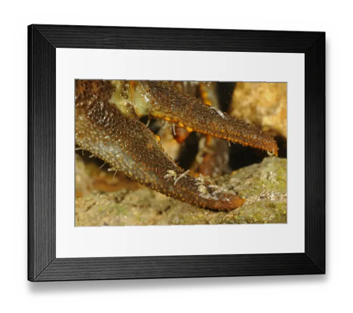 Framed Print : White-clawed Freshwater Crayfish (Austropotamobius italicus) adult male, close-up of claw with Parasitic Annelid