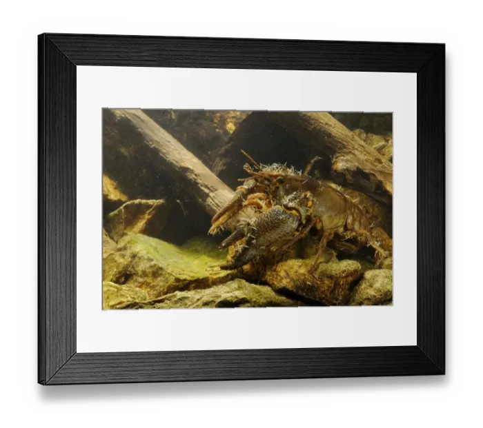 Framed Print : White-clawed Freshwater Crayfish (Austropotamobius italicus) adult male, with Parasitic Annelid (Branchiobdella astaci) Framed Print : White-clawed Freshwater Crayfish (Austropotamobius italicus) adult male, with Parasitic Annelid (Branchiobdella astaci)