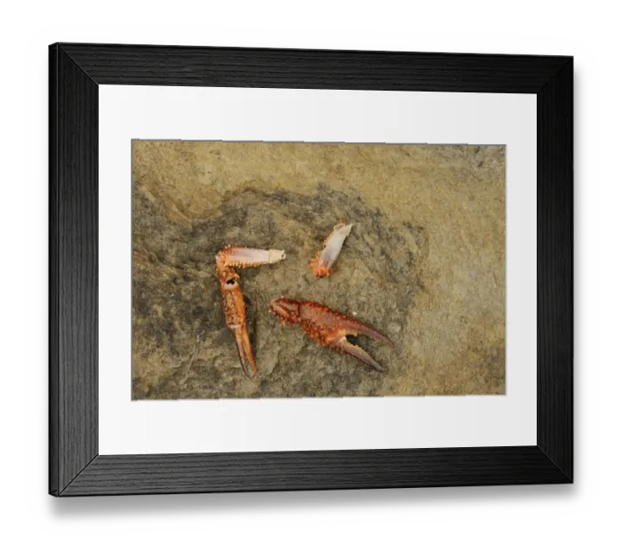 Framed Print : Louisiana Crayfish (Procambarus clarkii) introduced species, claws, remains of European Otter (Lutra lutra) prey