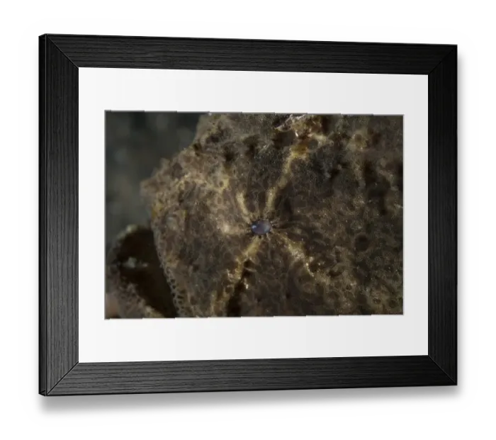 Framed Print : Painted Frogfish (Antennarius pictus) adult, close-up of eye, Lembeh Straits, Sulawesi, Sunda Islands, Indonesia Framed Print : Painted Frogfish (Antennarius pictus) adult, close-up of eye, Lembeh Straits, Sulawesi, Sunda Islands, Indonesia