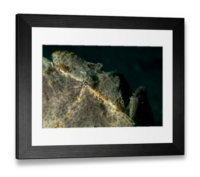 Framed Print : Painted Frogfish (Antennarius pictus) adult, close-up of face, Lembeh Straits, Sulawesi, Sunda Islands, Indonesia Framed Print : Painted Frogfish (Antennarius pictus) adult, close-up of face, Lembeh Straits, Sulawesi, Sunda Islands, Indonesia