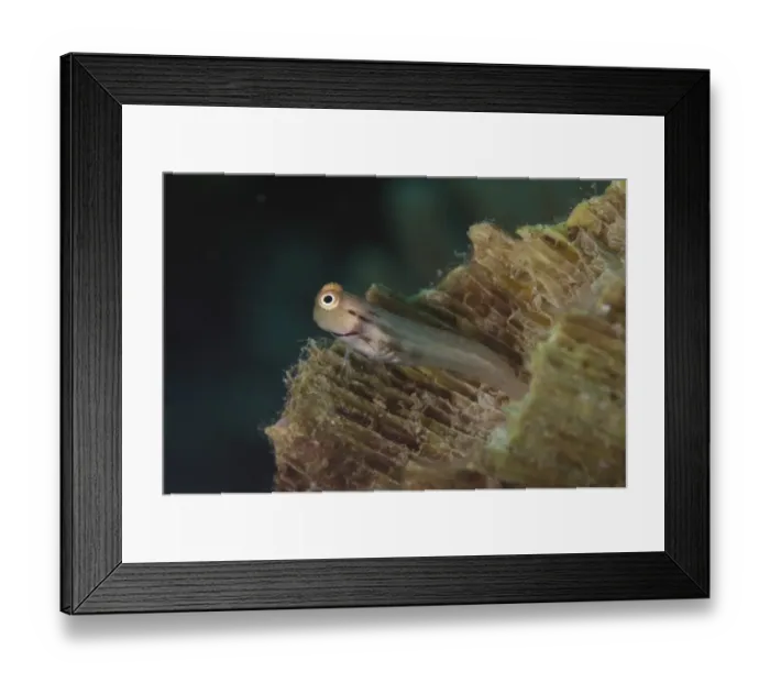 Framed Print : Yaeyama Blenny (Ecsenius yaeyamaensis) adult, Lembeh Straits, Sulawesi, Sunda Islands, Indonesia Framed Print : Yaeyama Blenny (Ecsenius yaeyamaensis) adult, Lembeh Straits, Sulawesi, Sunda Islands, Indonesia