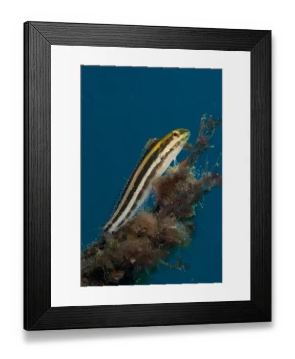 Framed Print : Lined Fangblenny (Meiacanthus lineatus) adult, resting on coral encrusted rope, Lembeh Straits, Sulawesi Framed Print : Lined Fangblenny (Meiacanthus lineatus) adult, resting on coral encrusted rope, Lembeh Straits, Sulawesi
