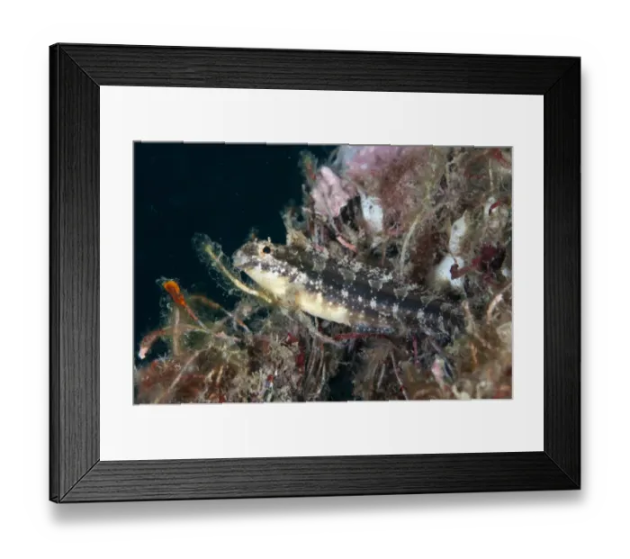 Framed Print : Variable Sabretooth Blenny (Petroscirtes variabilis) adult, resting on coral encrusted rope, Lembeh Straits, Sulawesi Framed Print : Variable Sabretooth Blenny (Petroscirtes variabilis) adult, resting on coral encrusted rope, Lembeh Straits, Sulawesi