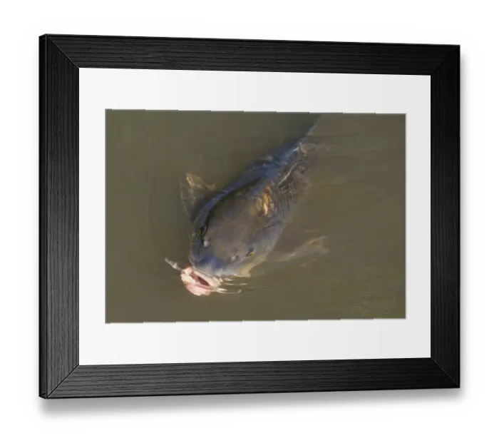 Framed Print : Common Carp (Cyprinus carpio) adult, feeding at surface of water in marshland,s Albufera De Mallorca Natural Park Framed Print : Common Carp (Cyprinus carpio) adult, feeding at surface of water in marshland,s Albufera De Mallorca Natural Park