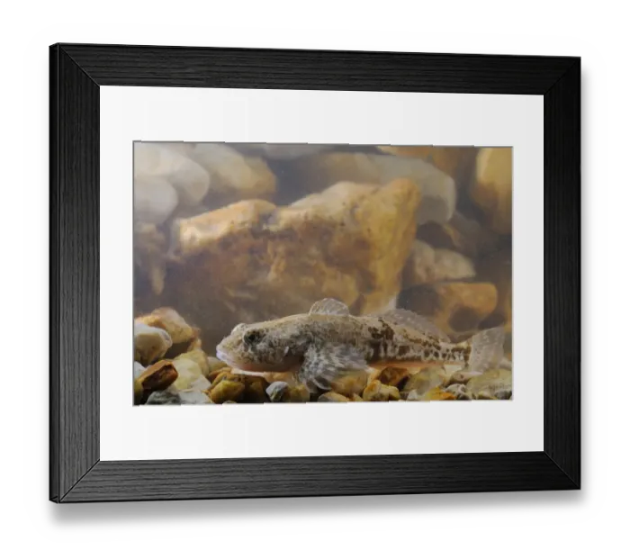Framed Print : Bullhead (Cottus gobio) adult female, resting on gravel, Italy, july Framed Print : Bullhead (Cottus gobio) adult female, resting on gravel, Italy, july