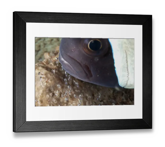 Framed Print : Saddleback Anemonefish (Amphiprion polymnus) adult, protecting well-developed eggs at night, Lembeh Straits, Sulawesi Framed Print : Saddleback Anemonefish (Amphiprion polymnus) adult, protecting well-developed eggs at night, Lembeh Straits, Sulawesi