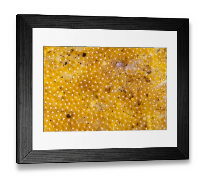 Framed Print : Saddleback Anemonefish (Amphiprion polymnus) clutch of eggs, Lembeh Straits, Sulawesi, Sunda Islands, Indonesia Framed Print : Saddleback Anemonefish (Amphiprion polymnus) clutch of eggs, Lembeh Straits, Sulawesi, Sunda Islands, Indonesia