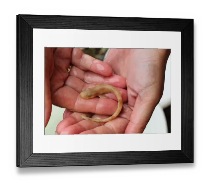 Framed Print : Lesser Spotted Dogfish (Scyliorhinus canicula) juvenile, held in human hands, Kimmeridge Bay, Isle of Purbeck, Dorset Framed Print : Lesser Spotted Dogfish (Scyliorhinus canicula) juvenile, held in human hands, Kimmeridge Bay, Isle of Purbeck, Dorset