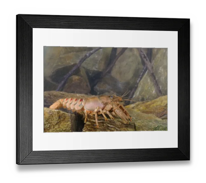 Framed Print : American River Crayfish (Orconectes limosus) introduced species, adult male, resting on rocks, Italy, april