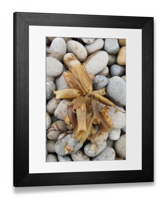 Framed Print : Lesser Spotted Dogfish (Scyliorhinus canicula) Mermaids Purse eggcases, group washed up on beach, Chesil Beach, Dorset