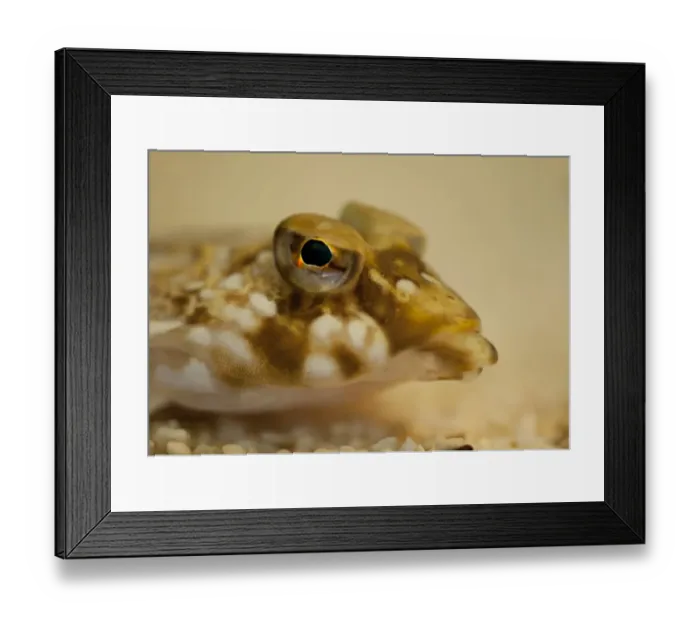 Framed Print : Common Dragonet (Callionymus lyra) adult, close-up of head, The Wash, Lincolnshire, England, March Framed Print : Common Dragonet (Callionymus lyra) adult, close-up of head, The Wash, Lincolnshire, England, March
