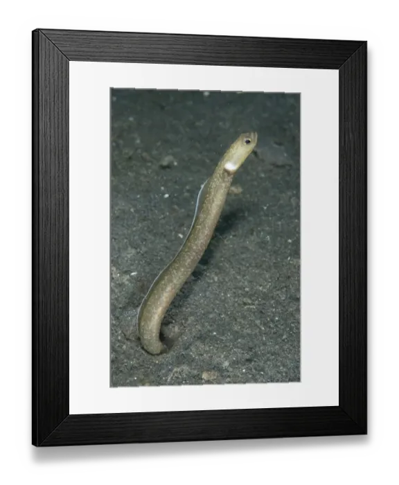 Framed Print : Many-toothed Garden Eel (Heteroconger perissodon) adult, emerging from hole, Lembeh Straits, Sulawesi, Sunda Islands Framed Print : Many-toothed Garden Eel (Heteroconger perissodon) adult, emerging from hole, Lembeh Straits, Sulawesi, Sunda Islands