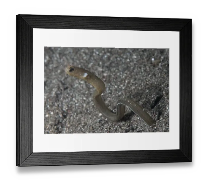 Framed Print : Many-toothed Garden Eel (Heteroconger perissodon) adult, emerging from hole, Lembeh Straits, Sulawesi, Sunda Islands Framed Print : Many-toothed Garden Eel (Heteroconger perissodon) adult, emerging from hole, Lembeh Straits, Sulawesi, Sunda Islands