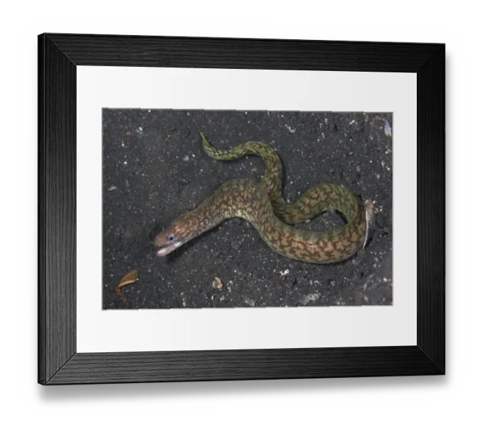 Framed Print : Reticulated Moray Eel (Gymnothorax richardsonii) adult, swimming at night, Lembeh Straits, Sulawesi, Sunda Islands