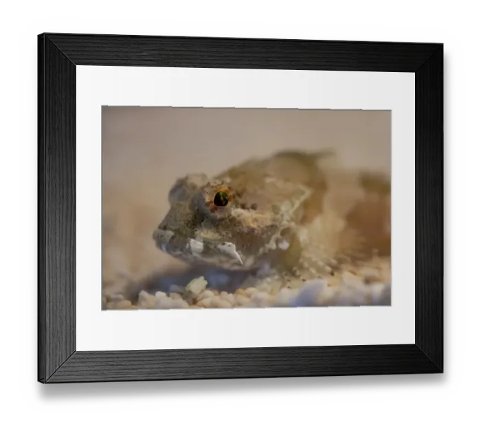Framed Print : Father Lasher (Myoxocephalus scorpius) adult, close-up of head, resting on gravel, The Wash, Lincolnshire, England Framed Print : Father Lasher (Myoxocephalus scorpius) adult, close-up of head, resting on gravel, The Wash, Lincolnshire, England