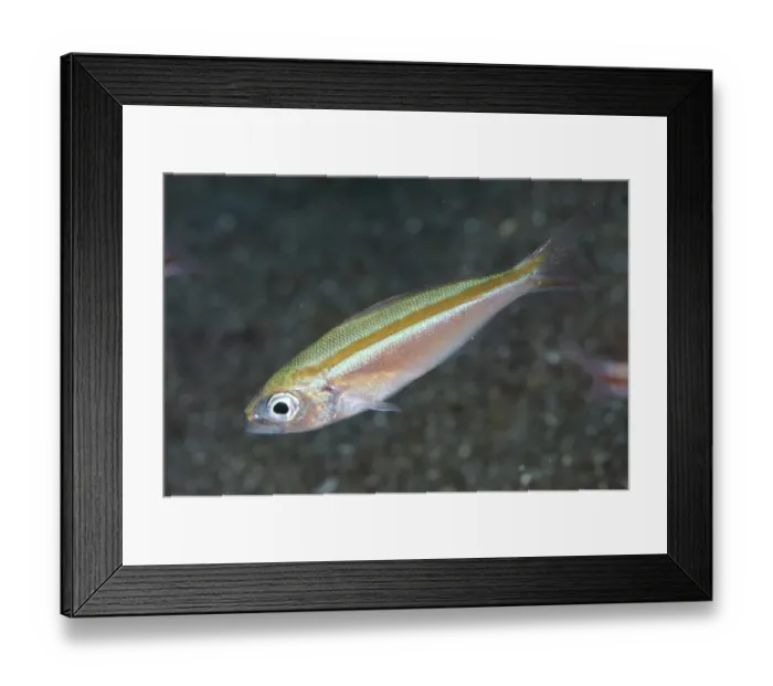 Framed Print : Goldband Fusilier (Pterocaesio chrysozona) adult, Lembeh Straits, Sulawesi, Sunda Islands, Indonesia Framed Print : Goldband Fusilier (Pterocaesio chrysozona) adult, Lembeh Straits, Sulawesi, Sunda Islands, Indonesia