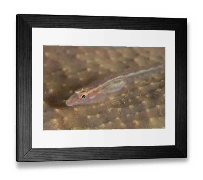 Framed Print : Elongate Ghostgoby (Pleurosicya elongata) adult, resting on coral, Lembeh Straits, Sulawesi, Sunda Islands, Indonesia Framed Print : Elongate Ghostgoby (Pleurosicya elongata) adult, resting on coral, Lembeh Straits, Sulawesi, Sunda Islands, Indonesia