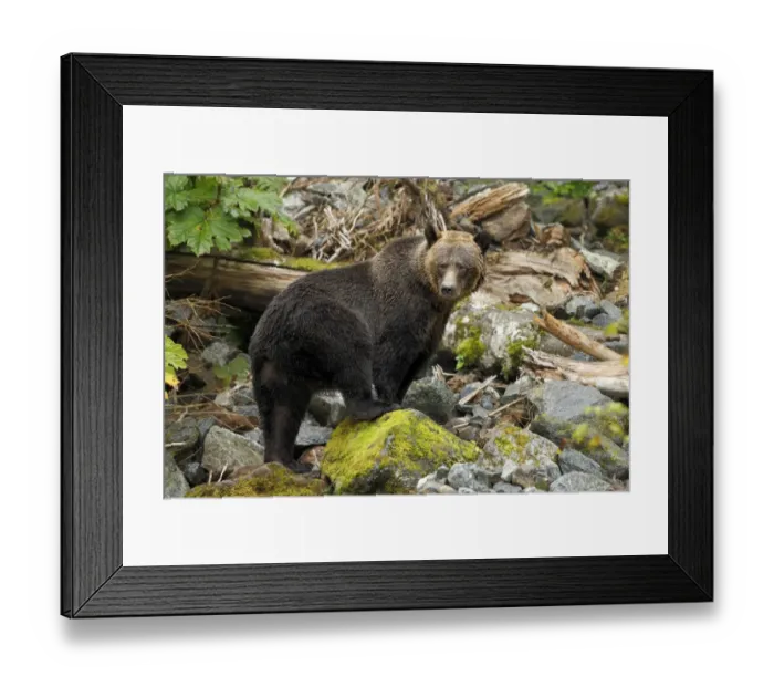 Framed Print : Grizzly Bear (Ursus arctos horribilis) adult female, standing on rocks in temperate coastal rainforest Framed Print : Grizzly Bear (Ursus arctos horribilis) adult female, standing on rocks in temperate coastal rainforest