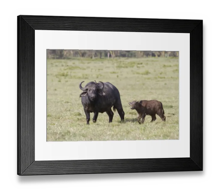 Framed Print : African Buffalo (Syncerus caffer) adult female with calf, with Red-billed Oxpecker (Buphagus erythrorhynchus)