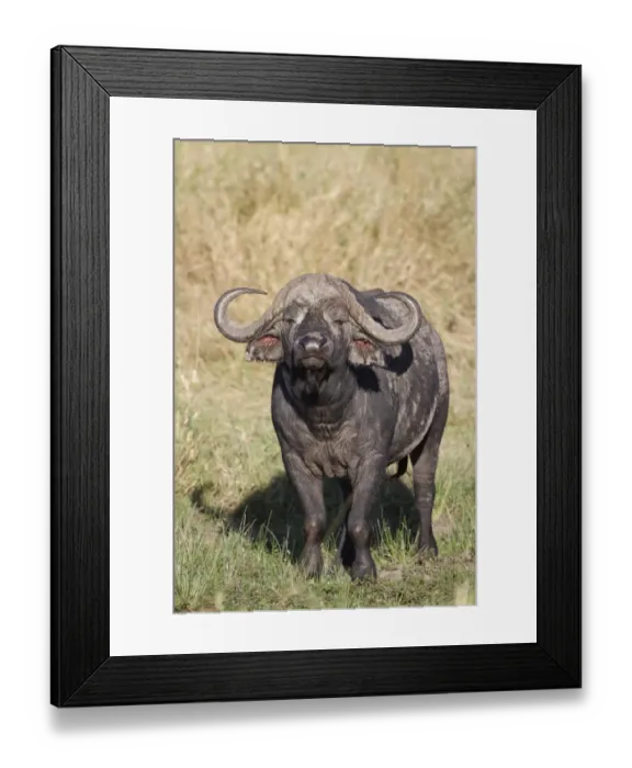Framed Print : African Buffalo (Syncerus caffer) adult male, standing in savannah, Masai Mara, Kenya, August Framed Print : African Buffalo (Syncerus caffer) adult male, standing in savannah, Masai Mara, Kenya, August