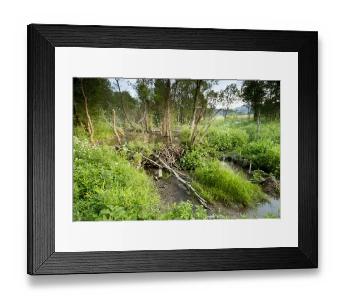 Framed Print : Eurasian Beaver (Castor fiber) dam in flooded beaver pond habitat, in raised peatland bog, Tarnawa Wyzna Framed Print : Eurasian Beaver (Castor fiber) dam in flooded beaver pond habitat, in raised peatland bog, Tarnawa Wyzna