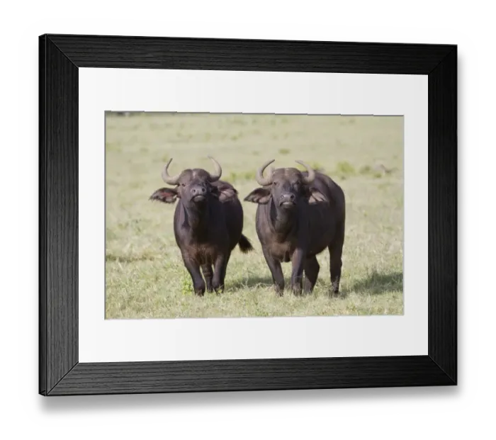 Framed Print : African Buffalo (Syncerus caffer) two adult females, standing in savannah, Lake Nakuru N. P Framed Print : African Buffalo (Syncerus caffer) two adult females, standing in savannah, Lake Nakuru N. P