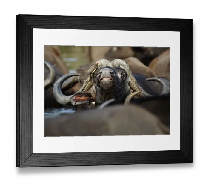 Framed Print : African Buffalo (Syncerus caffer) adult male, close-up of head, with Red-billed Oxpecker (Buphagus erythrorhynchus) Framed Print : African Buffalo (Syncerus caffer) adult male, close-up of head, with Red-billed Oxpecker (Buphagus erythrorhynchus)