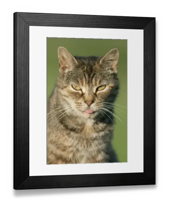 Framed Print : Domestic Cat, tabby adult, close-up of head, with tongue sticking out, in early morning, Kent, England, July Framed Print : Domestic Cat, tabby adult, close-up of head, with tongue sticking out, in early morning, Kent, England, July