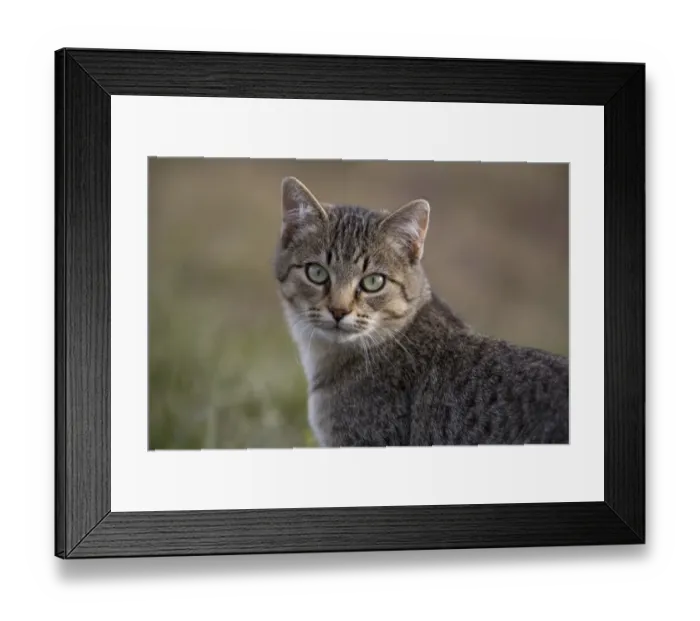 Framed Print : Domestic Cat, immature, close-up of head, on farm, North Dakota, U. S. A. October Framed Print : Domestic Cat, immature, close-up of head, on farm, North Dakota, U. S. A. October
