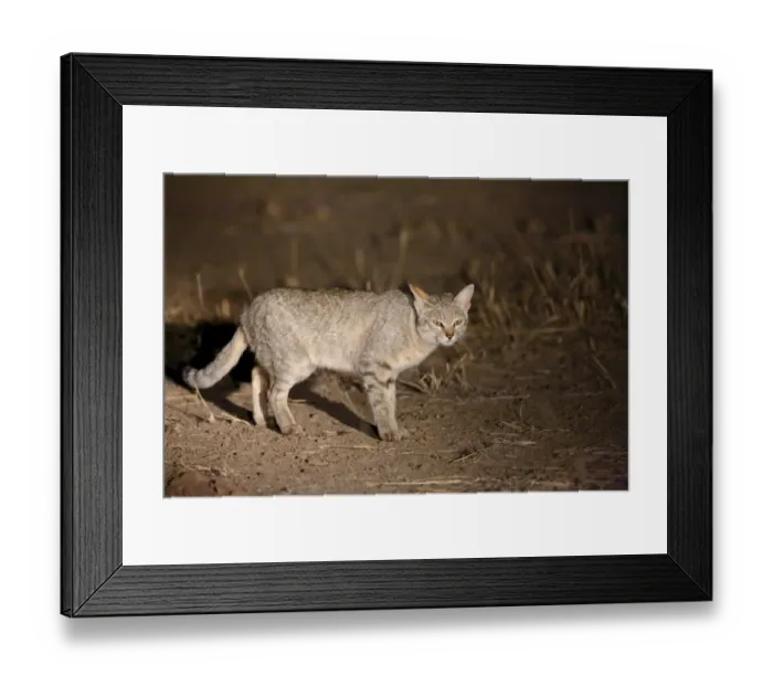 Framed Print : African Wild Cat (Felis silvestris lybica) adult, standing on ground, spotlit at night, Kgalagadi Transfrontier Park Framed Print : African Wild Cat (Felis silvestris lybica) adult, standing on ground, spotlit at night, Kgalagadi Transfrontier Park