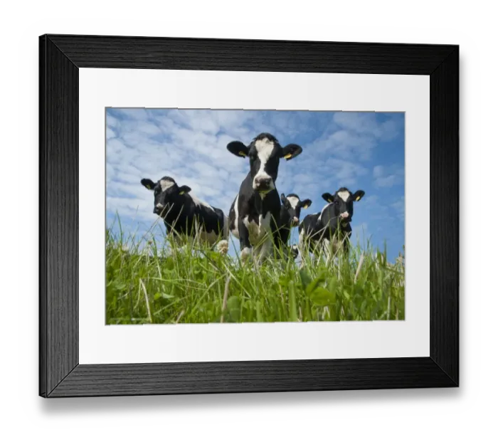 Framed Print : Domestic Cattle, Holstein Friesian type dairy cows, herd standing in pasture, Port Soderick, Isle of Man, August Framed Print : Domestic Cattle, Holstein Friesian type dairy cows, herd standing in pasture, Port Soderick, Isle of Man, August