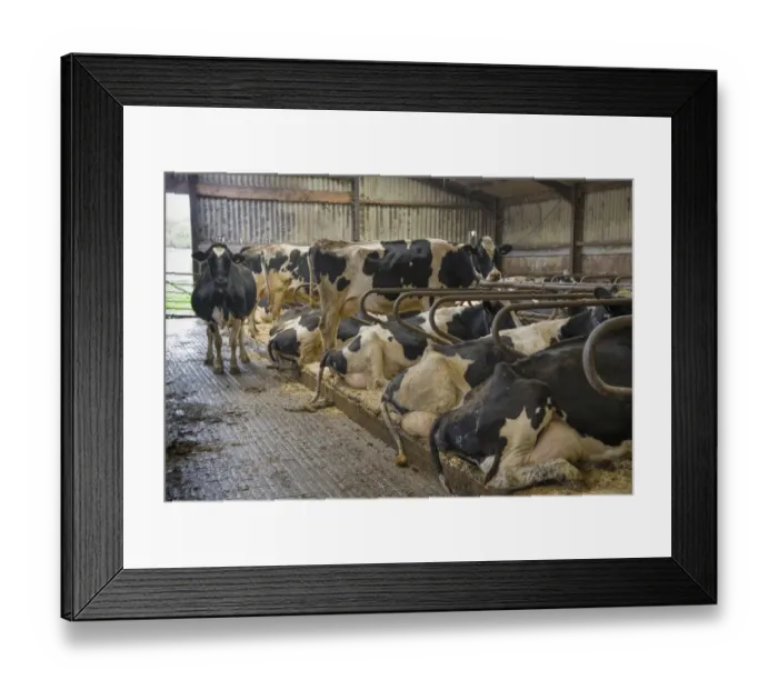 Framed Print : Domestic Cattle, Holstein cows, herd resting in cubicle house, Rathmell, Settle, North Yorkshire, England, October Framed Print : Domestic Cattle, Holstein cows, herd resting in cubicle house, Rathmell, Settle, North Yorkshire, England, October