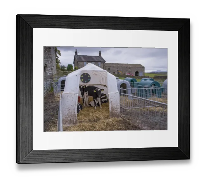 Framed Print : Domestic Cattle, Holstein calves, in calf kennel, Rathmell, Settle, North Yorkshire, England, October