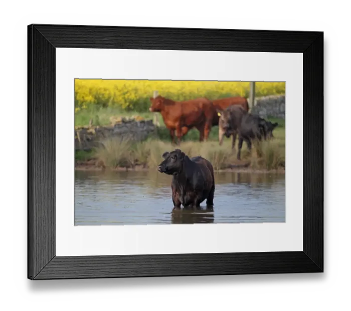 Framed Print : Domestic Cattle, cows with calves, standing in and beside water, Northumberland, England, june Framed Print : Domestic Cattle, cows with calves, standing in and beside water, Northumberland, England, june