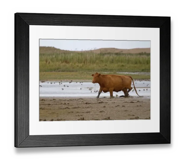 Framed Print : Domestic Cattle, cow, walking on mud at edge of water with waders, used for conservation grazing management on coastal Framed Print : Domestic Cattle, cow, walking on mud at edge of water with waders, used for conservation grazing management on coastal