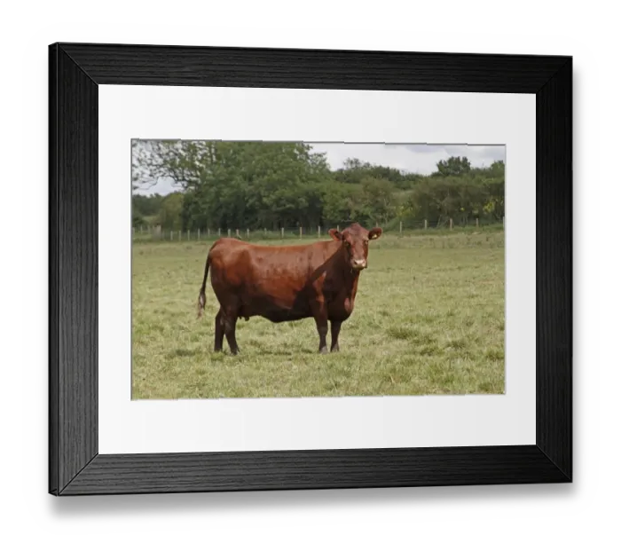 Framed Print : Domestic Cattle, Red Poll, cow, standing in pasture, Leicestershire, England, june