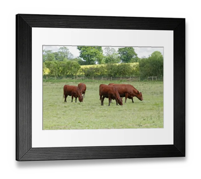 Framed Print : Domestic Cattle, Red Poll, cow and calves, grazing in pasture, Leicestershire, England, june Framed Print : Domestic Cattle, Red Poll, cow and calves, grazing in pasture, Leicestershire, England, june