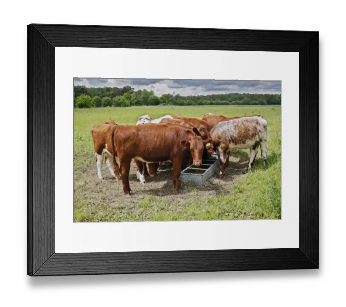 Framed Print : Domestic Cattle, beef youngstock, herd drinking at trough in watermeadow, Knettishall Heath Reserve Framed Print : Domestic Cattle, beef youngstock, herd drinking at trough in watermeadow, Knettishall Heath Reserve