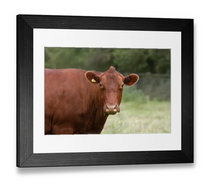 Framed Print : Domestic Cattle, Red Poll, cow, close-up of head, in pasture, Leicestershire, England, june Framed Print : Domestic Cattle, Red Poll, cow, close-up of head, in pasture, Leicestershire, England, june